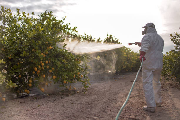 Best Bed Bug Extermination  in Scappoose, OR