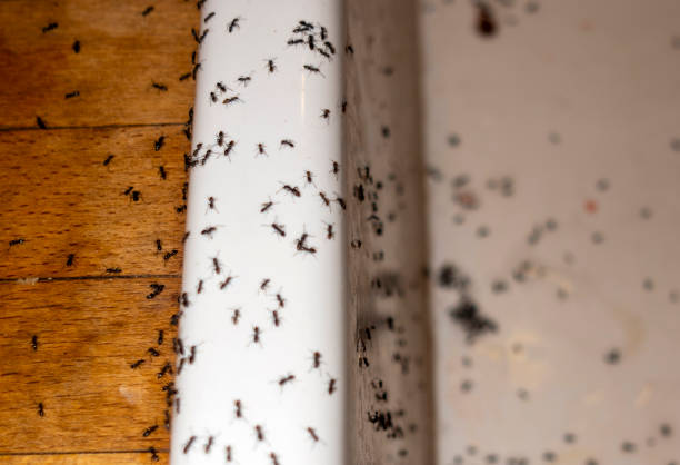 Best Wasp Removal Services  in Scappoose, OR
